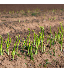 Chřest lékařský Mary Washington - Asparagus officinalis - semena chřestu - 20 ks